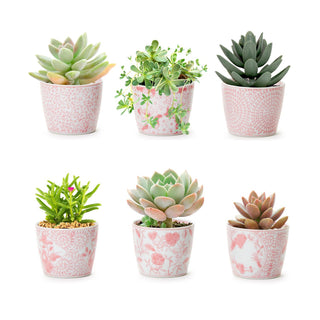 pastel pink plant pots Pink Chinoiserie Cachepot
